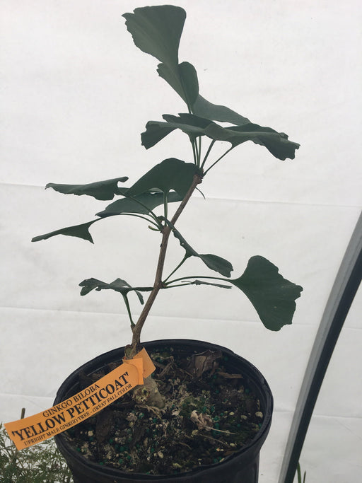 - Ginkgo biloba 'Yellow Petticoat' Male Ginkgo Tree - Mr Maple │ Buy Japanese Maple Trees