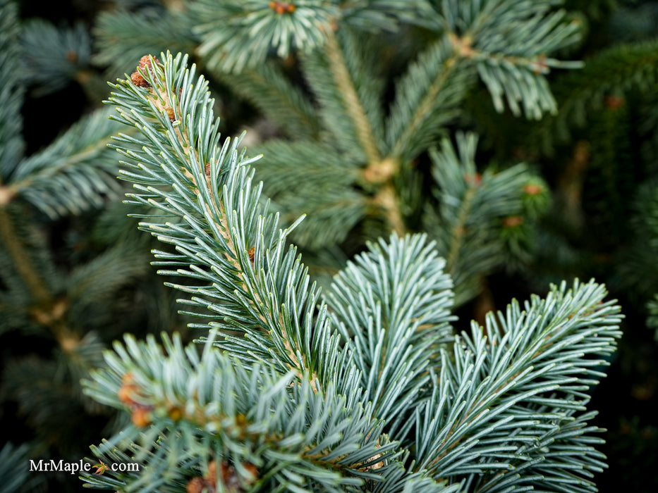 Abies lasiocarpa 'Glacier Blue' Dwarf Alpine Fir