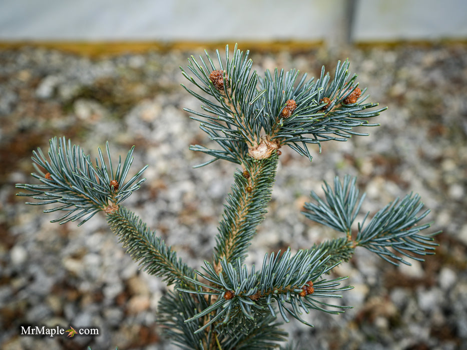 Abies lasiocarpa 'Glacier Blue' Dwarf Alpine Fir