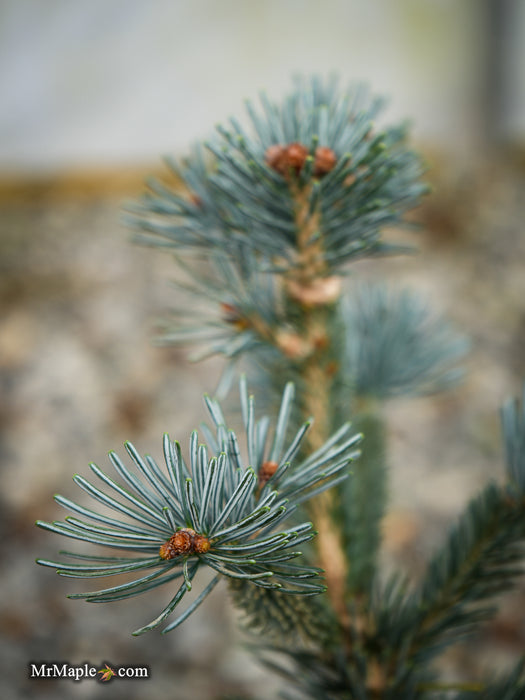 Abies lasiocarpa 'Glacier Blue' Dwarf Alpine Fir