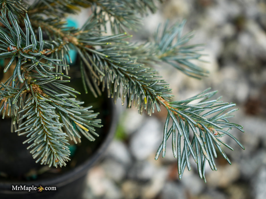 Abies lasiocarpa 'Glacier Blue' Dwarf Alpine Fir