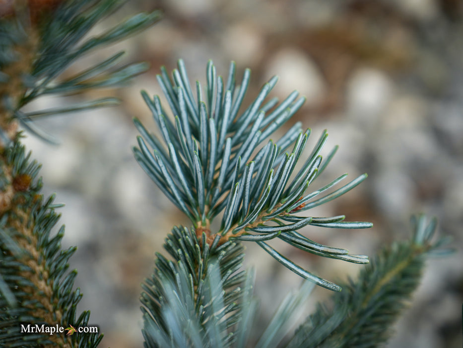 Abies lasiocarpa 'Glacier Blue' Dwarf Alpine Fir