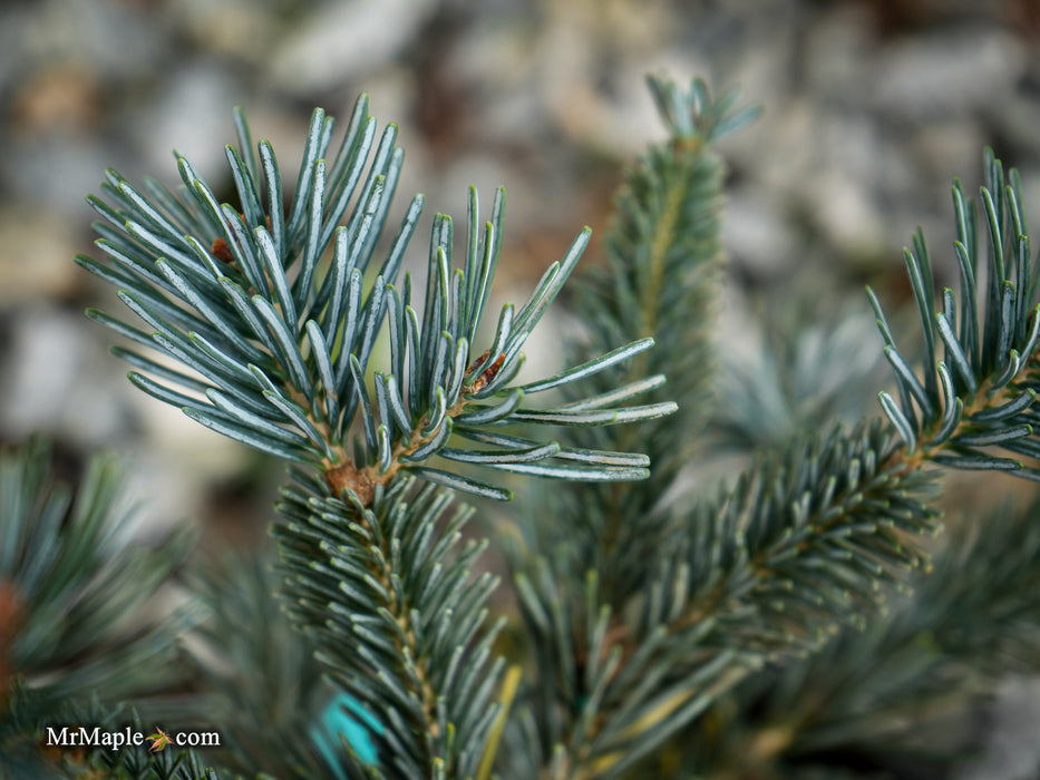 Abies lasiocarpa 'Glacier Blue' Dwarf Alpine Fir