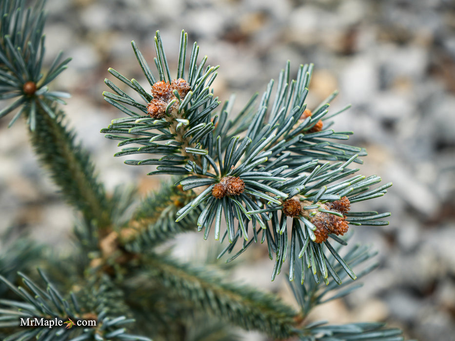 Abies lasiocarpa 'Glacier Blue' Dwarf Alpine Fir