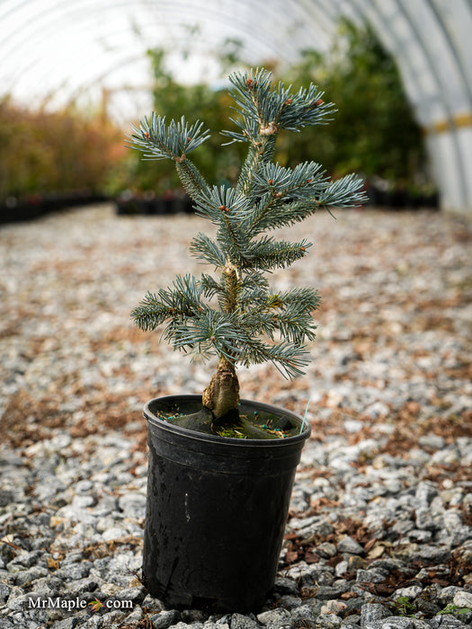 Abies lasiocarpa 'Glacier Blue' Dwarf Alpine Fir