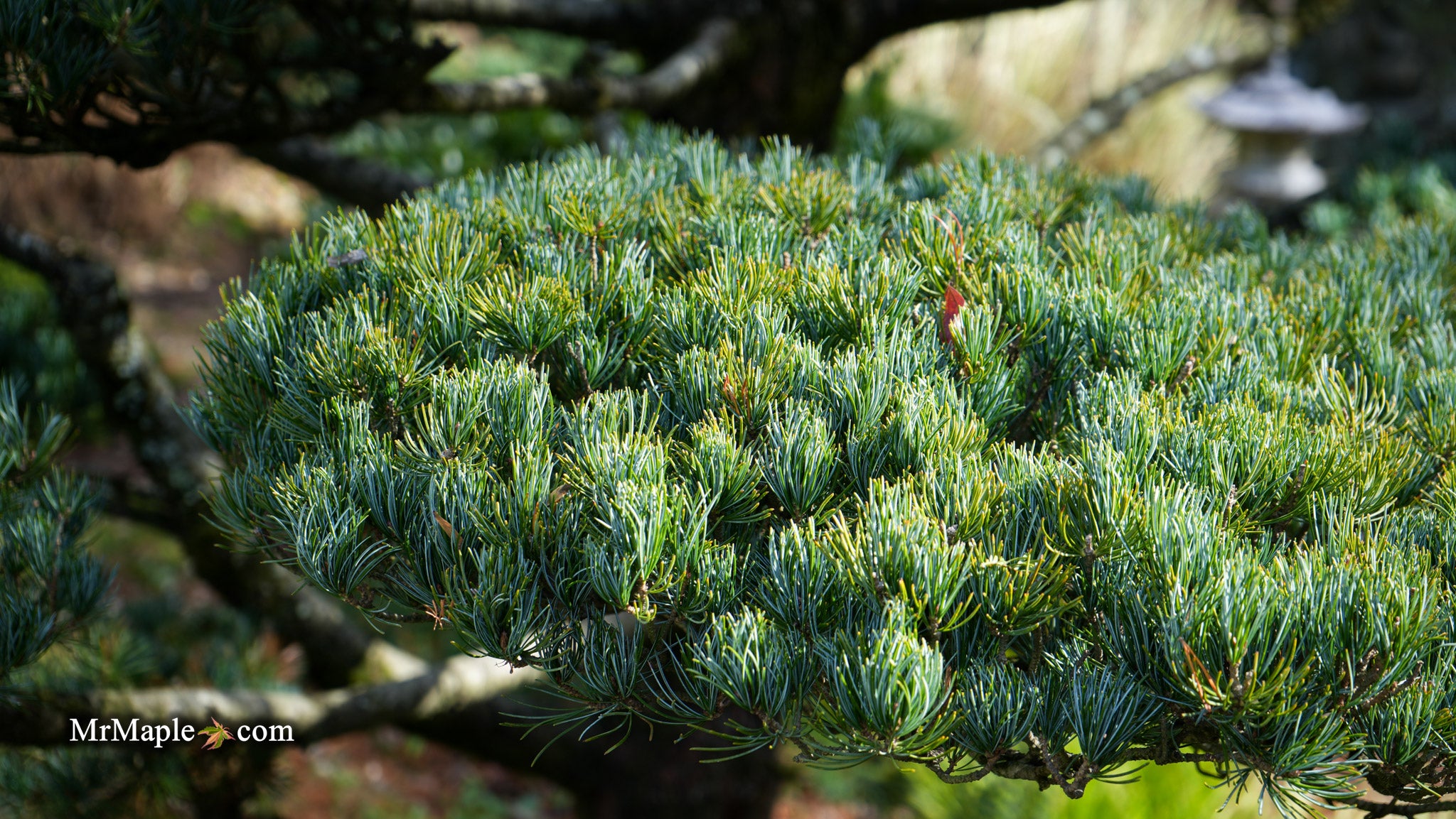 Mr Maple Pinus parviflora Japanese White Pine - Thumbnail 2