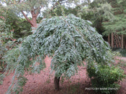 - Gleditsia triacanthos 'Emerald Cascade' Weeping Honey Locust - Mr Maple │ Buy Japanese Maple Trees