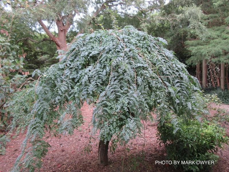 - Gleditsia triacanthos 'Emerald Cascade' Weeping Honey Locust - Mr Maple │ Buy Japanese Maple Trees