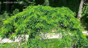 - Gleditsia triacanthos 'Emerald Cascade' Weeping Honey Locust - Mr Maple │ Buy Japanese Maple Trees
