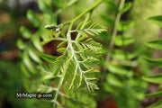 - Gleditsia triacanthos 'Emerald Cascade' Weeping Honey Locust - Mr Maple │ Buy Japanese Maple Trees