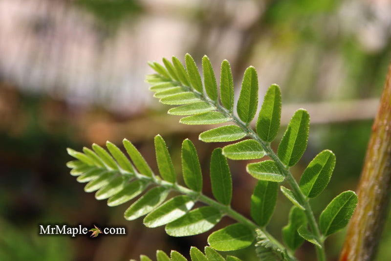 - Gleditsia triacanthos 'Emerald Cascade' Weeping Honey Locust - Mr Maple │ Buy Japanese Maple Trees