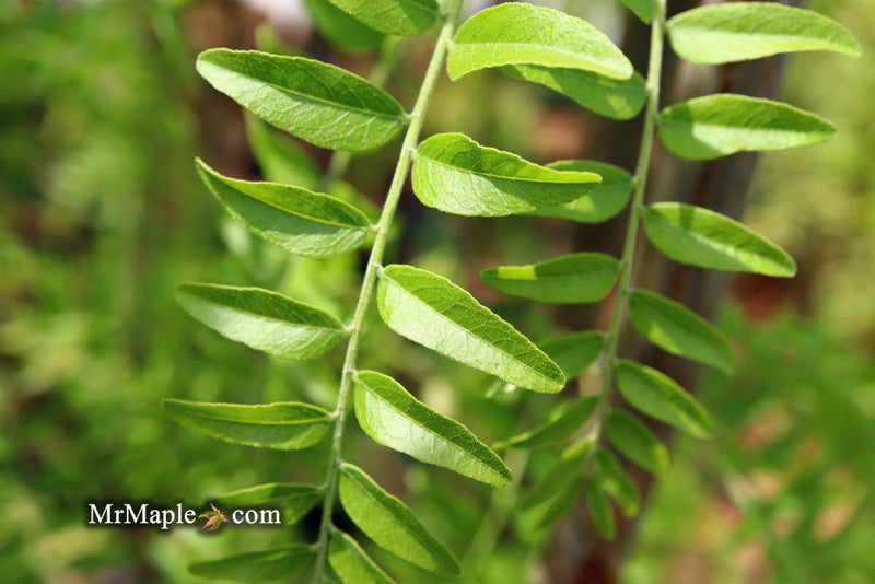 - Gleditsia triacanthos 'Emerald Cascade' Weeping Honey Locust - Mr Maple │ Buy Japanese Maple Trees