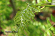 - Gleditsia triacanthos 'Emerald Cascade' Weeping Honey Locust - Mr Maple │ Buy Japanese Maple Trees
