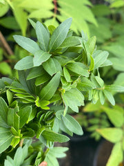 - Gleditsia triacanthos 'Pin Cushion' Thornless Honey Locust - Mr Maple │ Buy Japanese Maple Trees