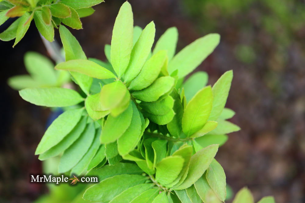 Pinned Locust Buy Gleditsia triacanthos 'Pin Cushion' Thornless Honey Locust — Mr ...