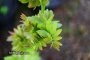 - Gleditsia triacanthos 'Pin Cushion' Thornless Honey Locust - Mr Maple │ Buy Japanese Maple Trees