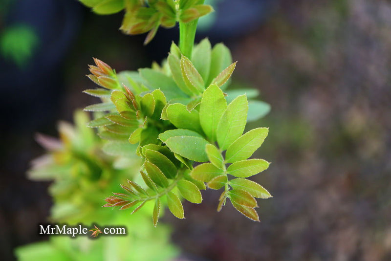 - Gleditsia triacanthos 'Pin Cushion' Thornless Honey Locust - Mr Maple │ Buy Japanese Maple Trees