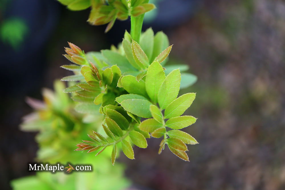 Pinned Locust Buy Gleditsia triacanthos 'Pin Cushion' Thornless Honey Locust — Mr ...