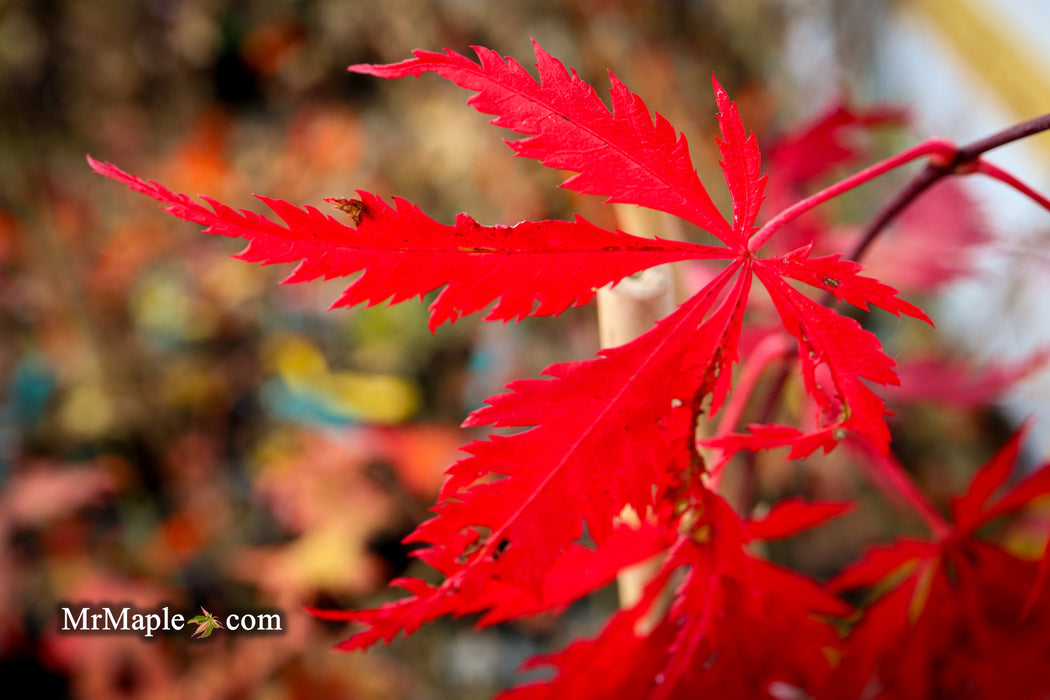 Acer palmatum 'Glen Eugene Handy' Japanese Maple