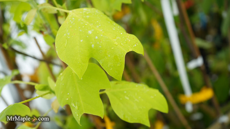 Liriodendron tulipifera 'Glen's Gold' Tulip Tree Poplar
