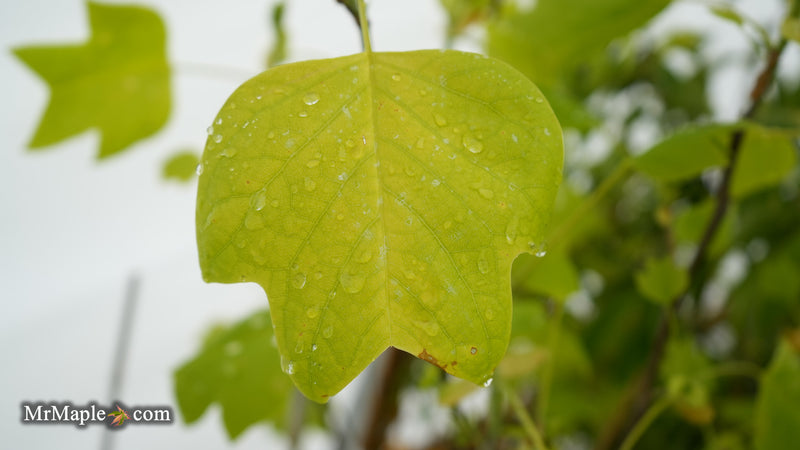 Liriodendron tulipifera 'Glen's Gold' Tulip Tree Poplar