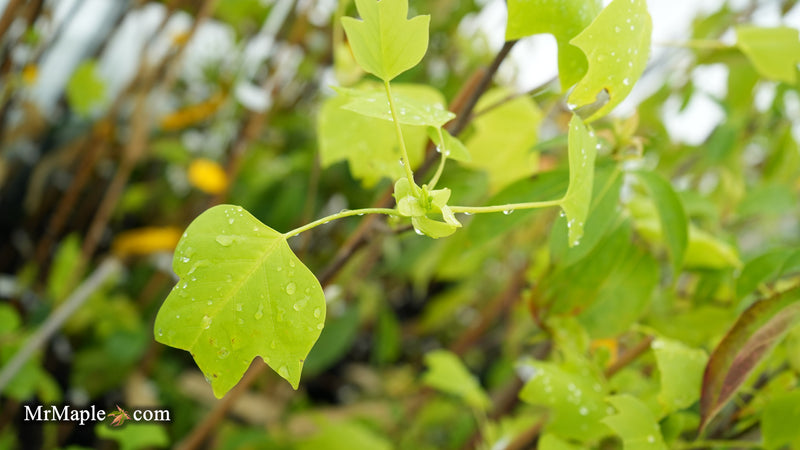 Liriodendron tulipifera 'Glen's Gold' Tulip Tree Poplar