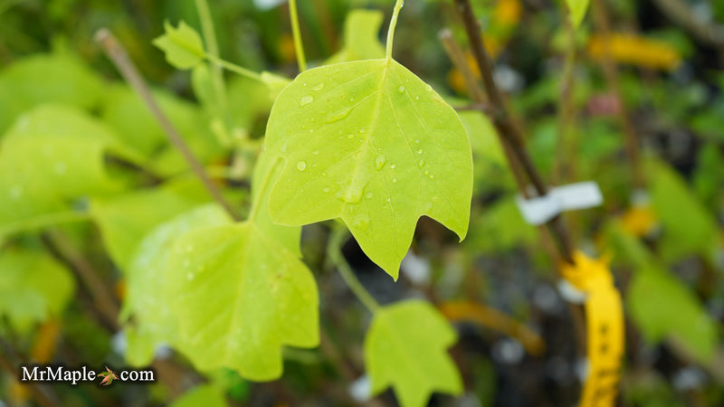 Liriodendron tulipifera 'Glen's Gold' Tulip Tree Poplar