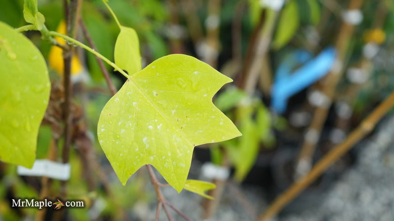 Liriodendron tulipifera 'Glen's Gold' Tulip Tree Poplar