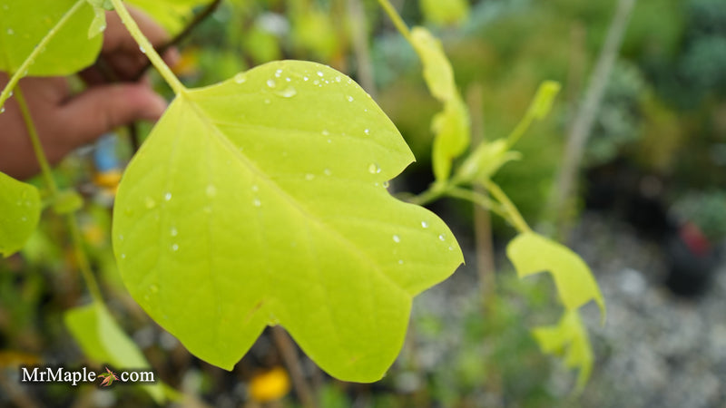 Liriodendron tulipifera 'Glen's Gold' Tulip Tree Poplar