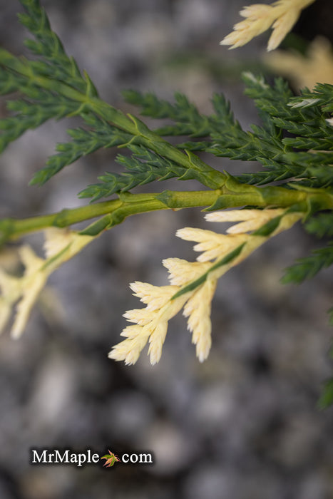 Chamaecyparis nootkatensis 'Glittering Jewels' Alaskan Cedar