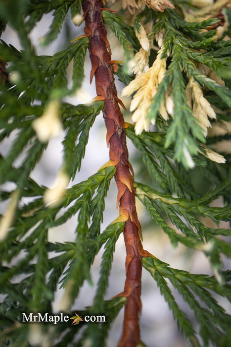 Chamaecyparis nootkatensis 'Glittering Jewels' Alaskan Cedar