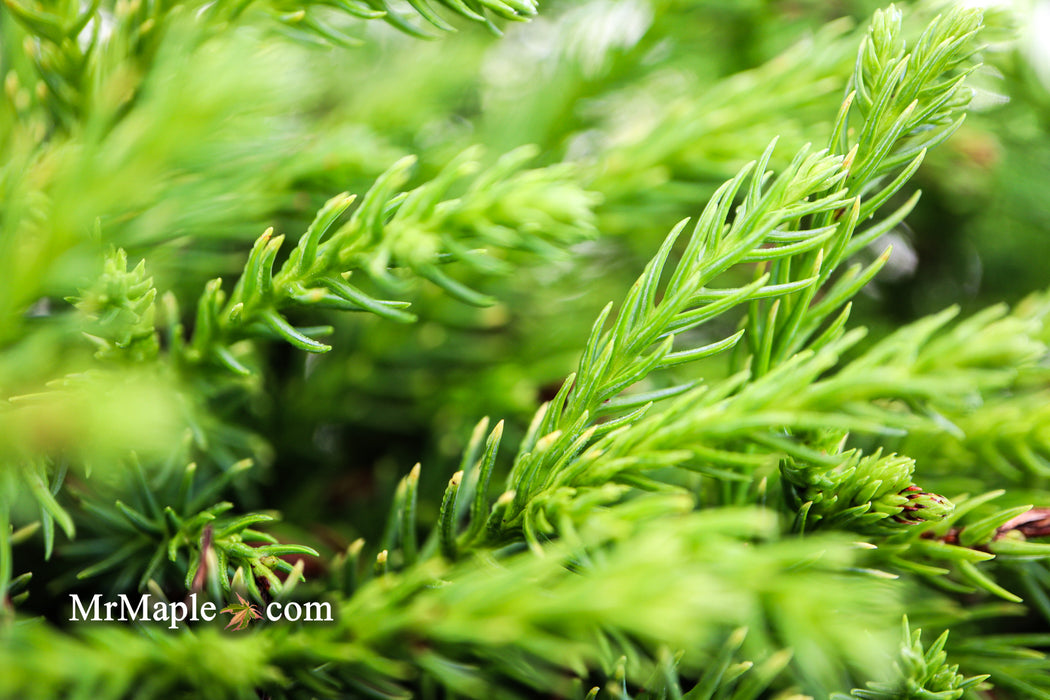 Cryptomeria japonica 'Globosa Nana' Dwarf Japanese Cedar