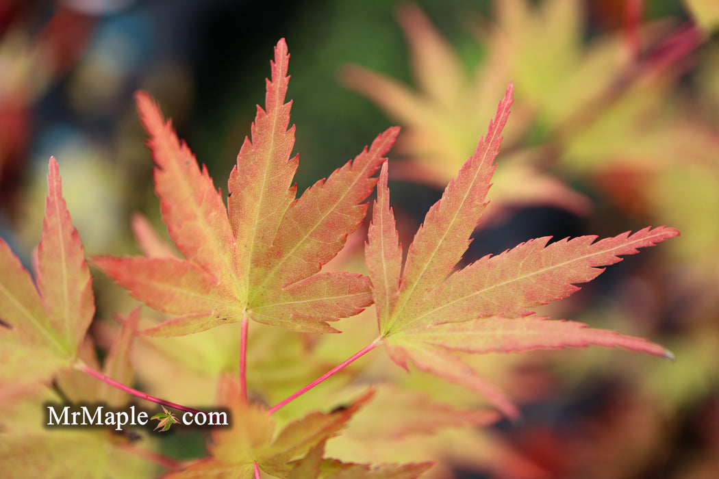 Acer palmatum 'Glowing Embers' by Michael Dirr Japanese Maple