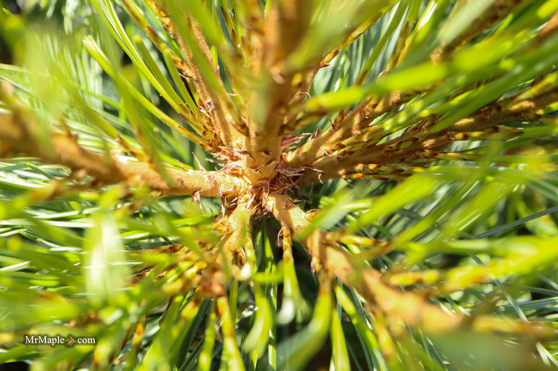 Pinus koraiensis 'Glauca Compact' Korean Pine Tree