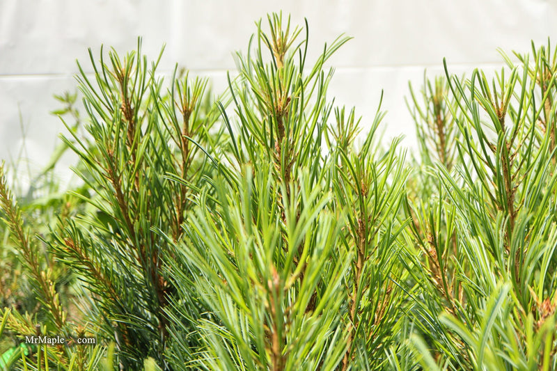 Pinus koraiensis 'Glauca Compact' Korean Pine Tree