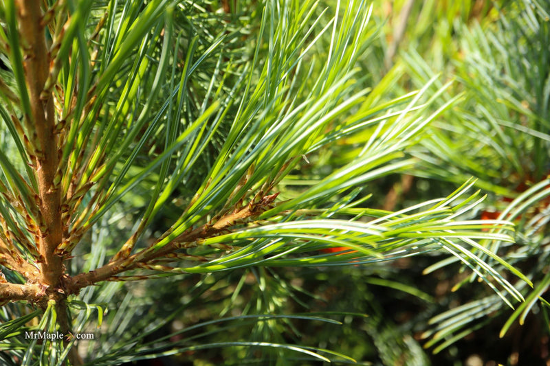 Pinus koraiensis 'Glauca Compact' Korean Pine Tree