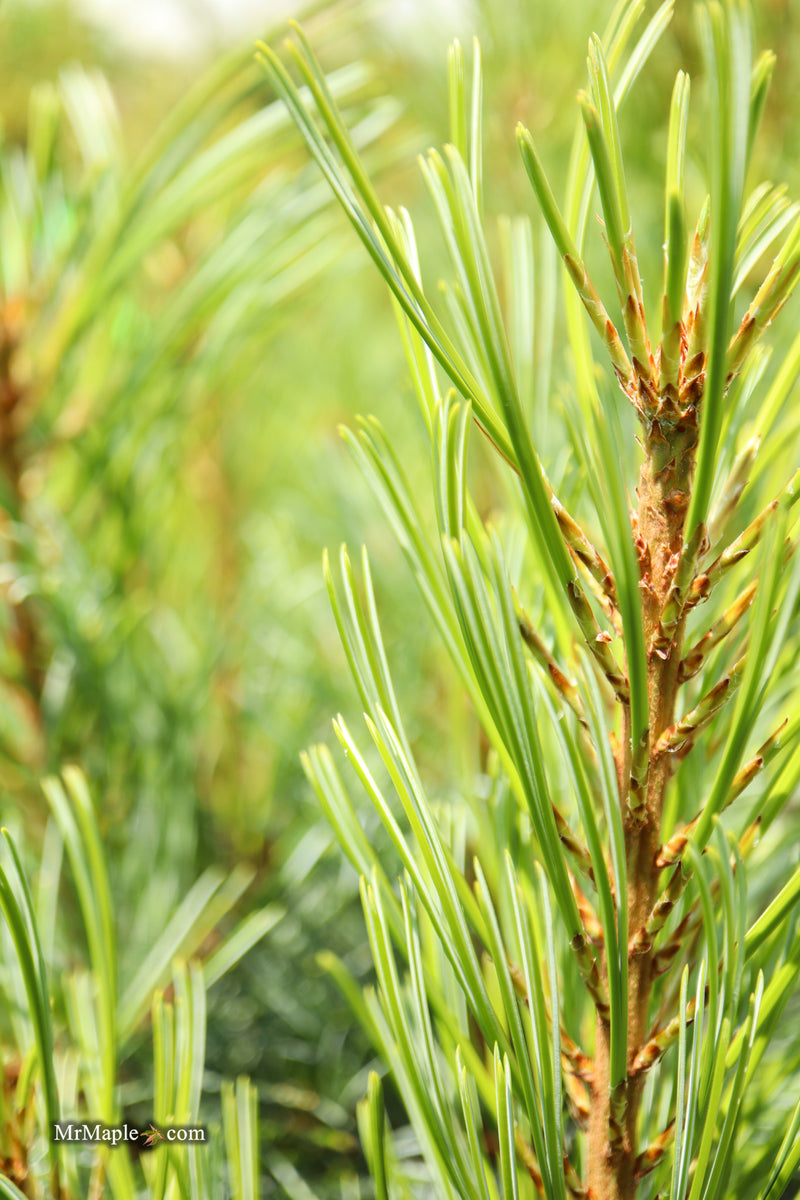 Pinus koraiensis 'Glauca Compact' Korean Pine Tree