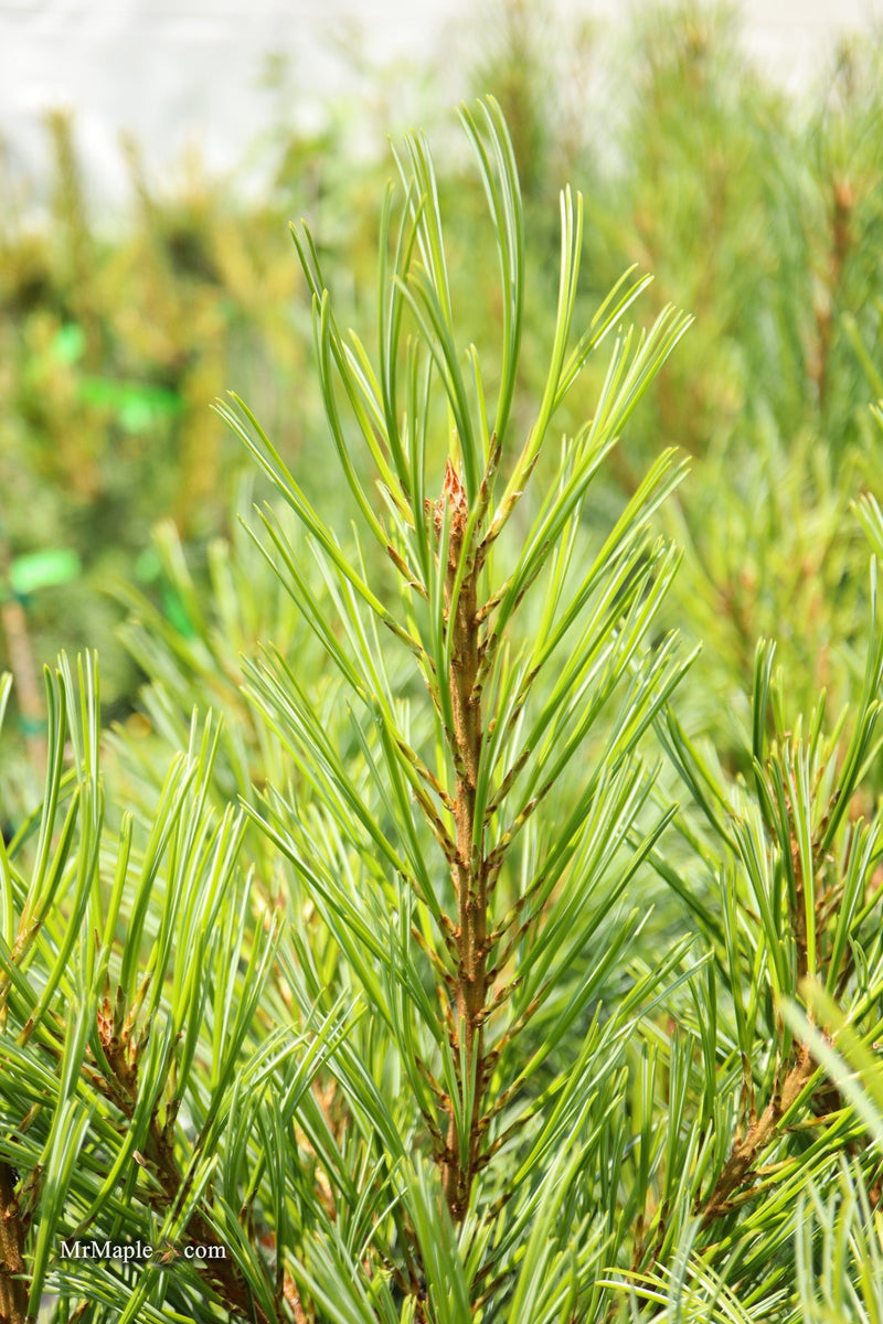 Pinus koraiensis 'Glauca Compact' Korean Pine Tree
