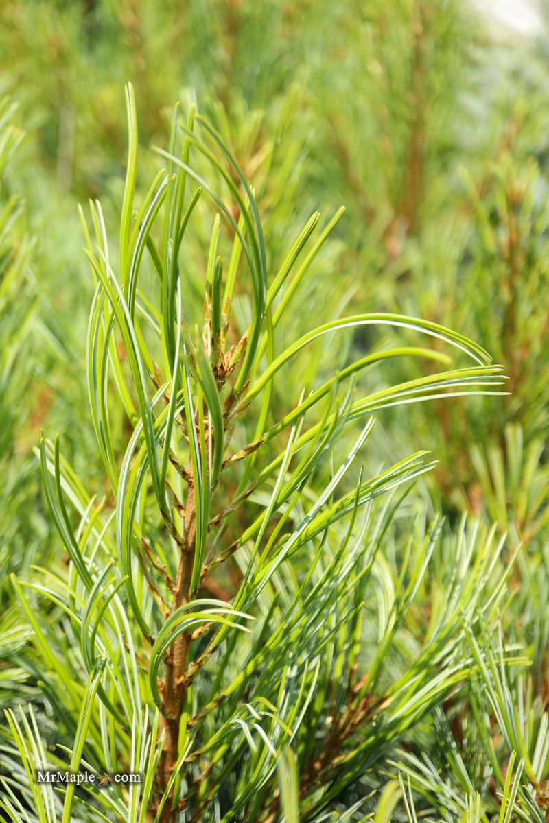 Pinus koraiensis 'Glauca Compact' Korean Pine Tree