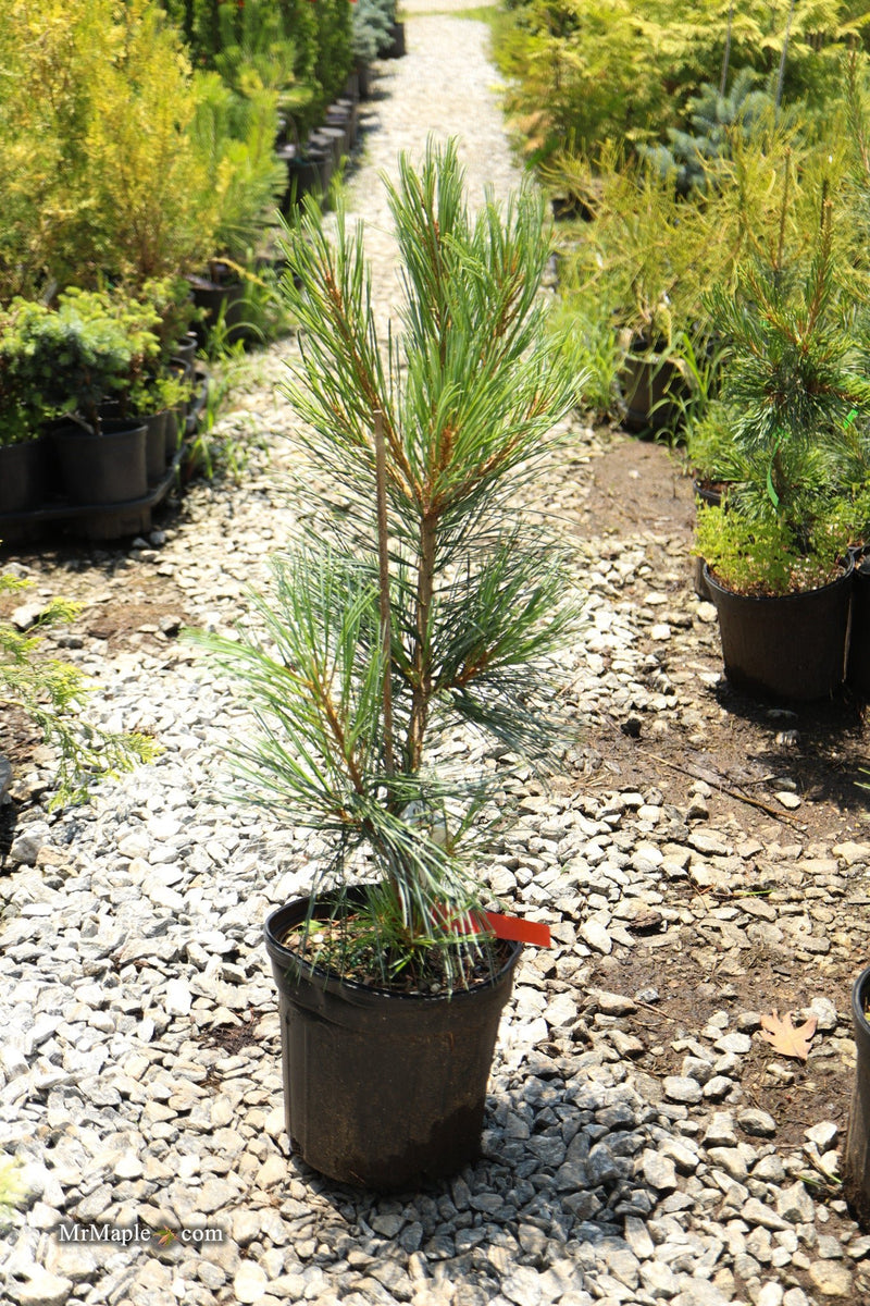 Pinus koraiensis 'Glauca Compact' Korean Pine Tree
