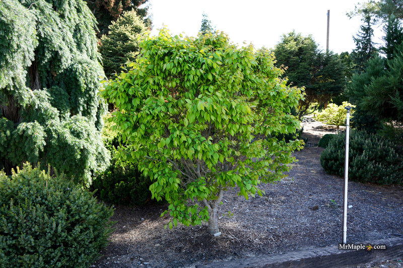 Zelkova serrata 'Goblin' Dwarf Japanese Zelkova