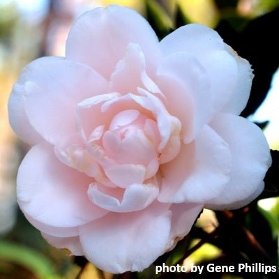 Camellia japonica 'Goggy' Pink Flowering Camellia