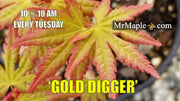 - Acer palmatum 'Gold Digger' Yellow Coral Bark Japanese Maple - Mr Maple │ Buy Japanese Maple Trees