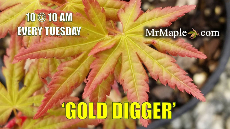 - Acer palmatum 'Gold Digger' Yellow Coral Bark Japanese Maple - Mr Maple │ Buy Japanese Maple Trees