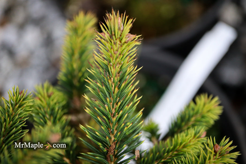 Picea abies 'Gold Dust' Norway Spruce