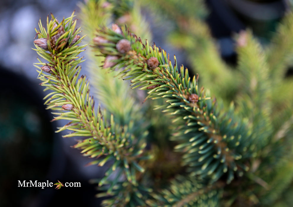 Picea abies 'Gold Dust' Norway Spruce