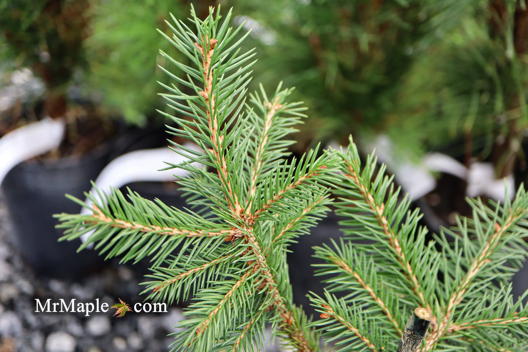 Picea abies 'Gold Fingers' Norway Spruce