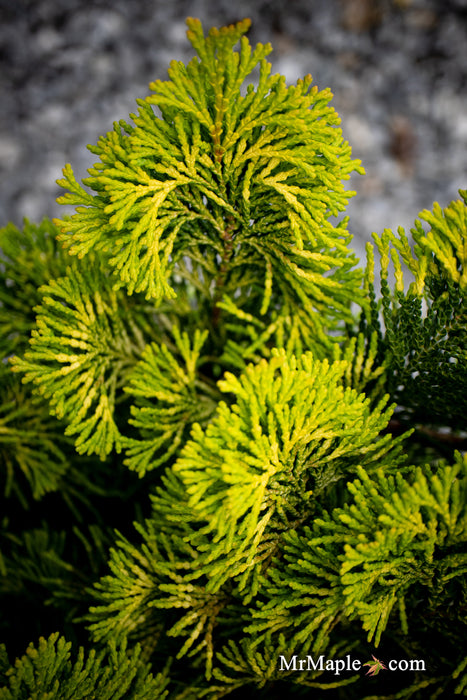 Chamaecyparis obtusa 'Gold Post' Dwarf Golden Hinoki Cypress