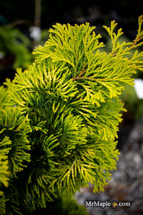 Chamaecyparis obtusa 'Gold Post' Dwarf Golden Hinoki Cypress