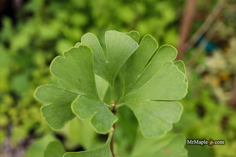 Ginkgo biloba 'Gold Sprite' Male Ginkgo Tree